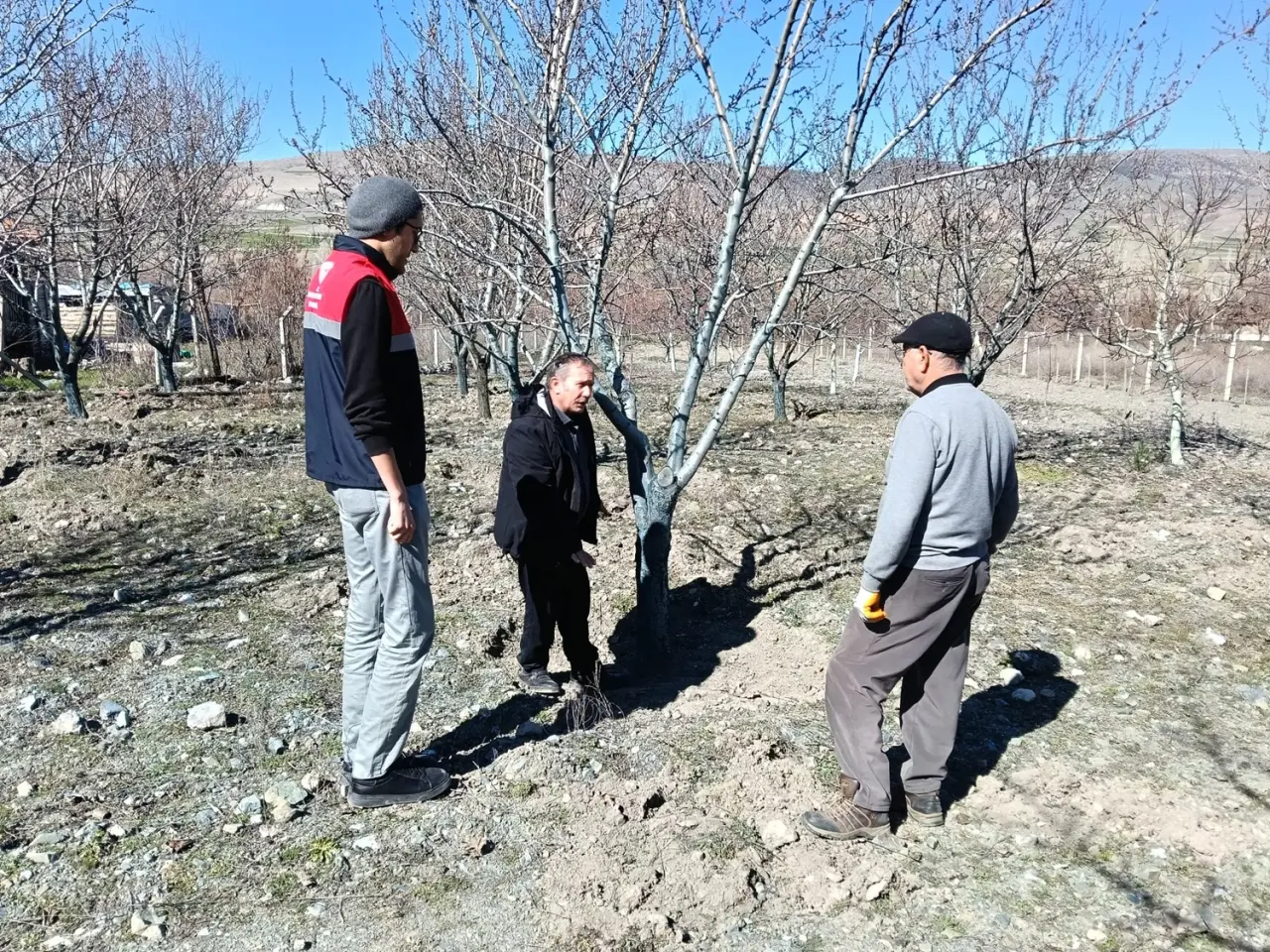 Badem Bahçelerine Mumya Monilya Tehdidi 2