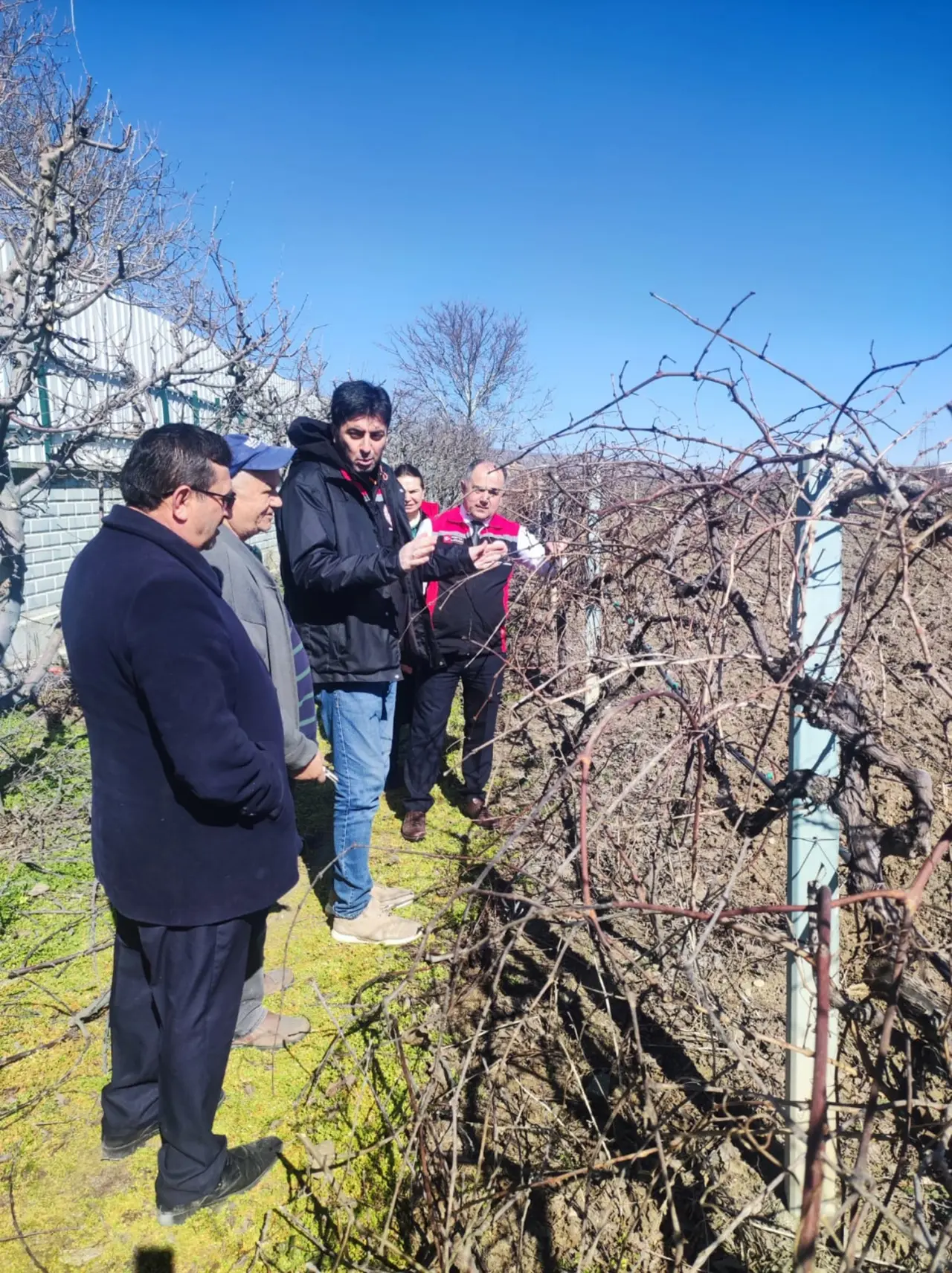 Kiraz ve Bağ Üreticilerine Tarlada Budama Eğitimi 5