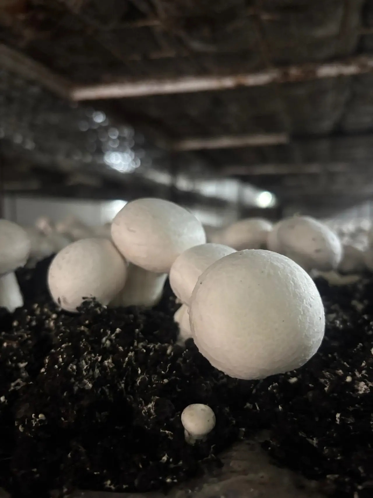 Zehirsiz Sofralar İçin Tarlada Kalıntı Mesaisi 5