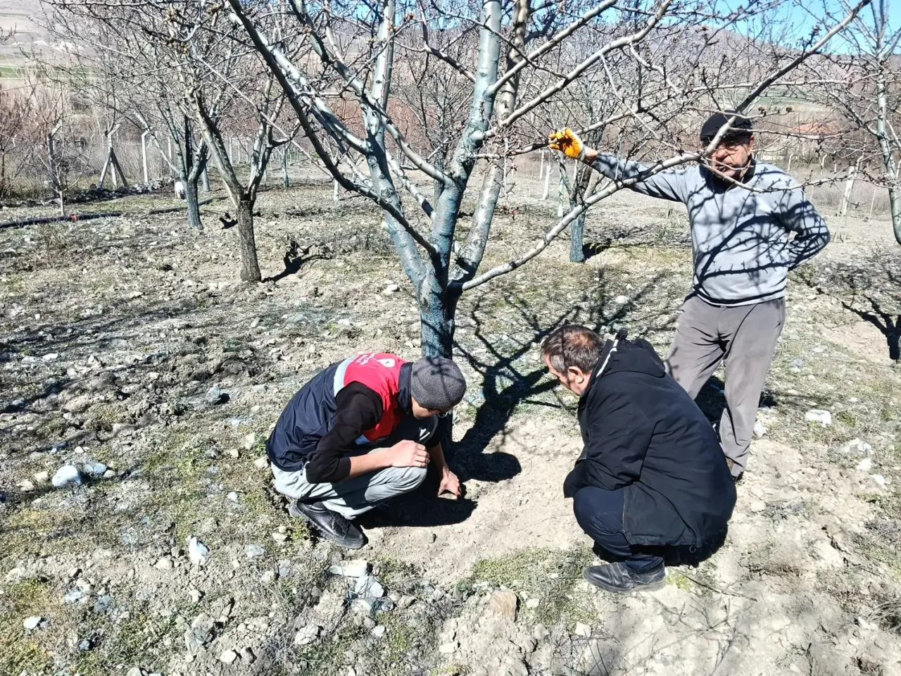 Badem Bahçelerine Mumya Monilya Tehdidi 1