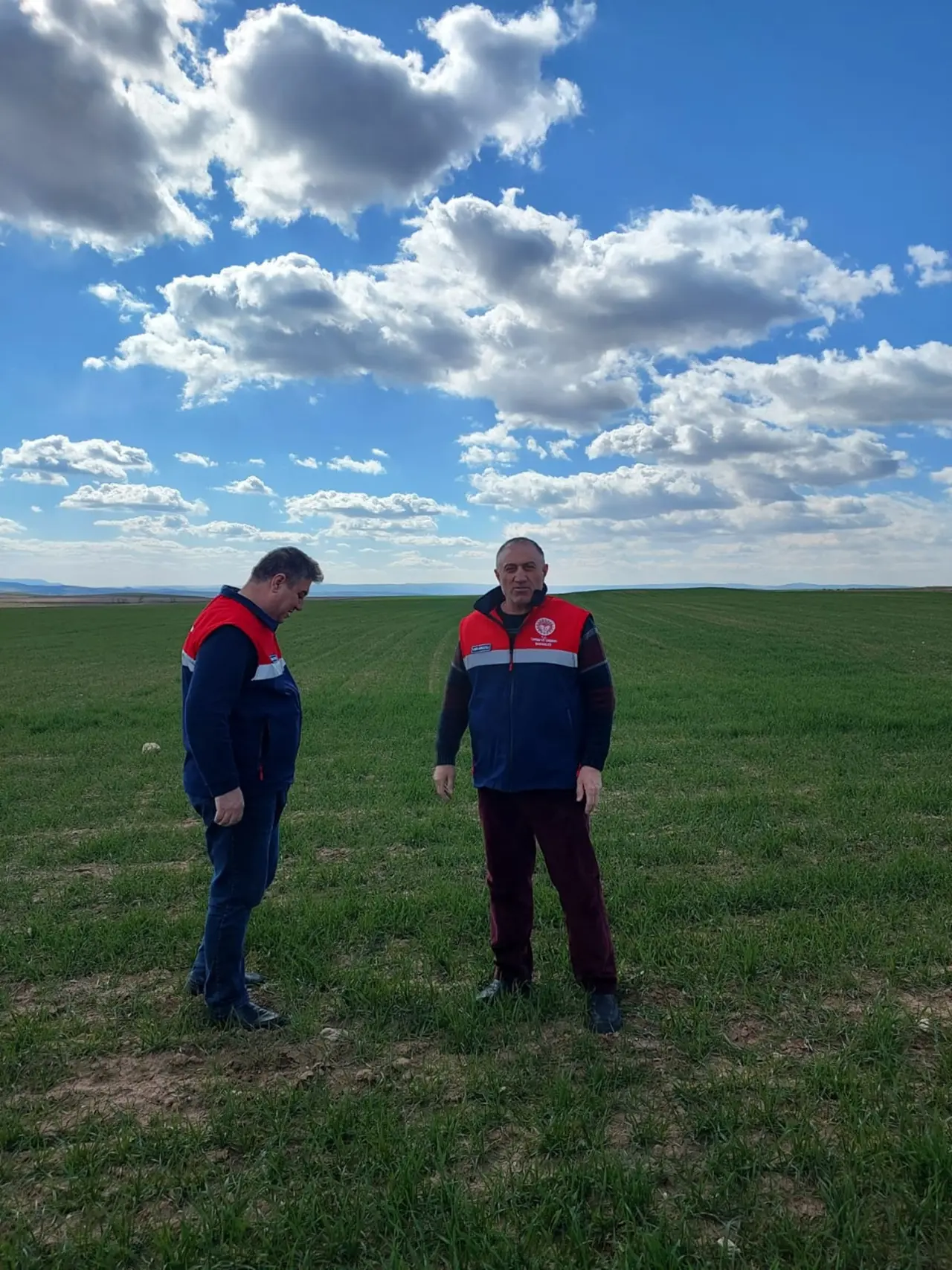 Buğday Tarlaları Adım Adım Mercek Altına Alındı 2