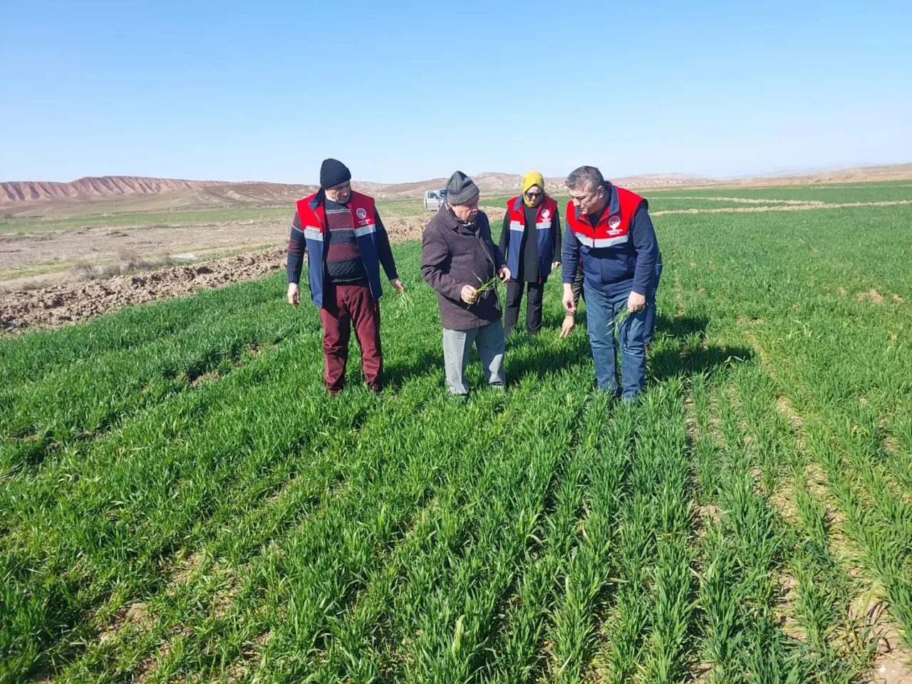 Hububat Alanlarında Hastalık Taraması 4