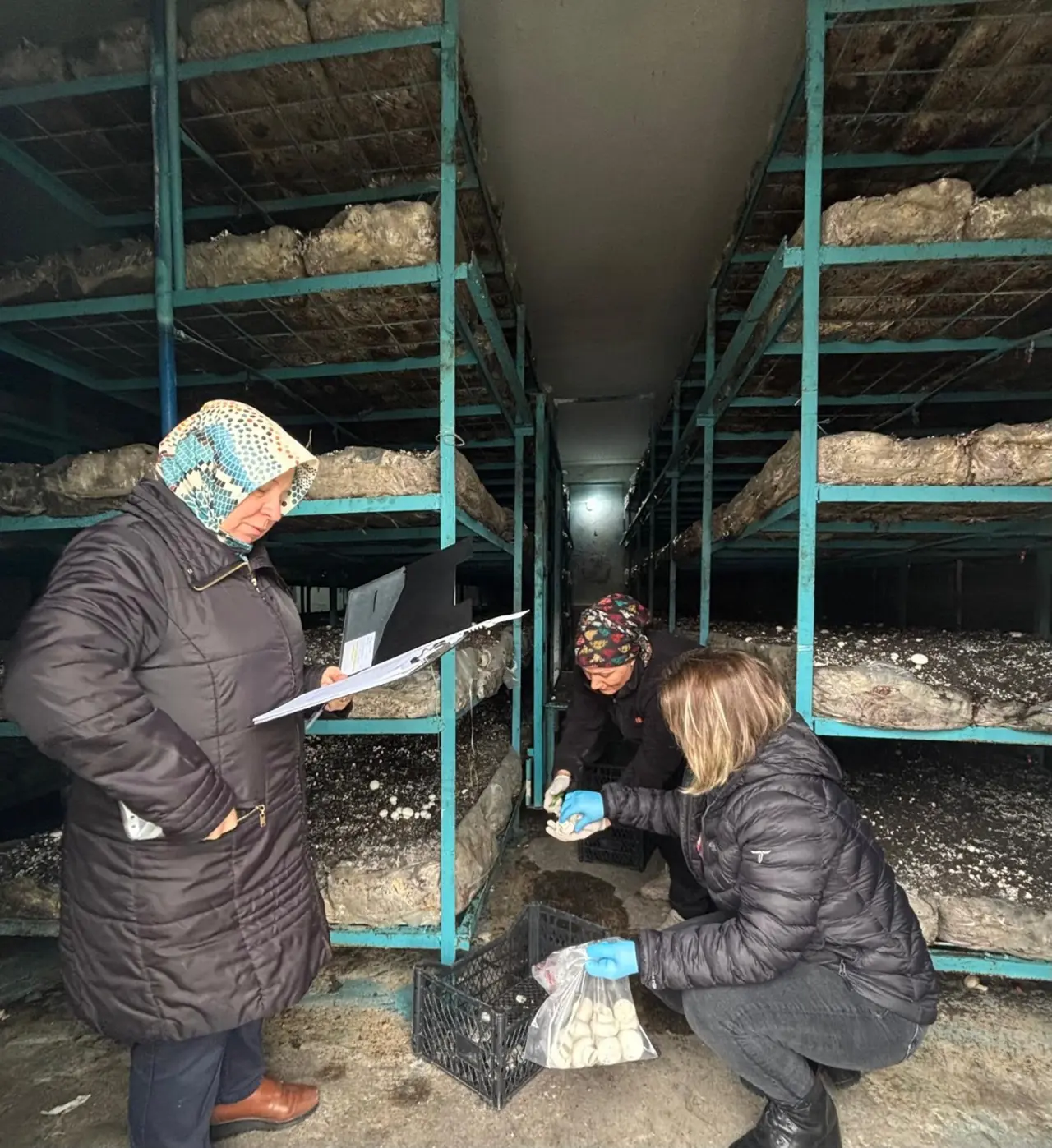 Zehirsiz Sofralar İçin Tarlada Kalıntı Mesaisi 4