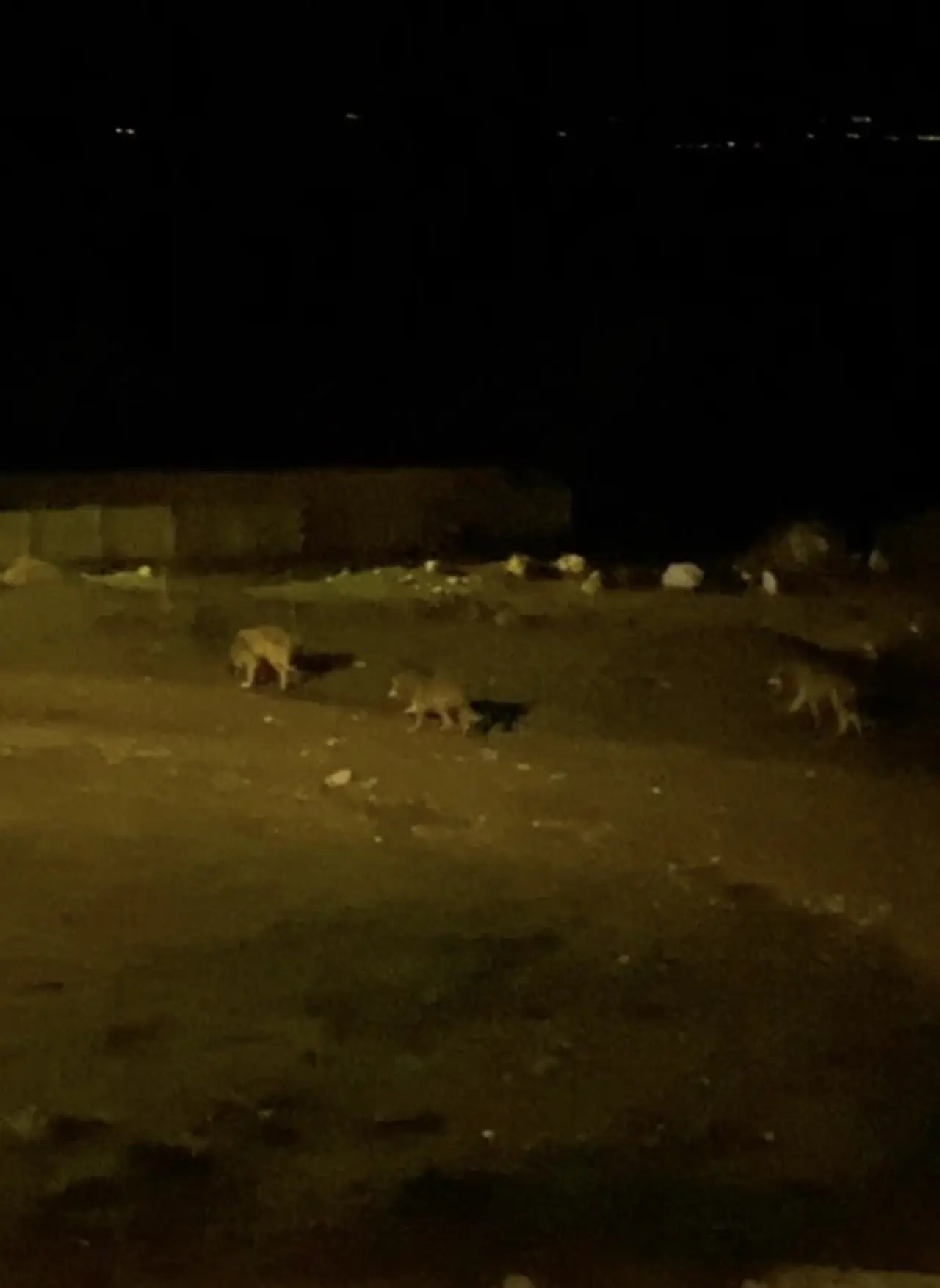 Kurt Sürüsü Köye İndi, İşte O Anlar 2