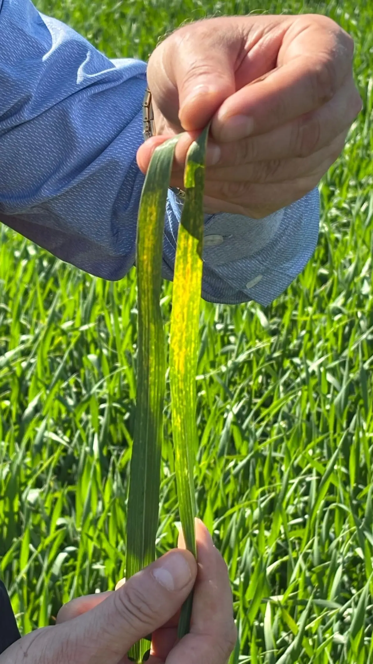 Hububat Alanları Hastalıklara Karşı Mercek Altında 1