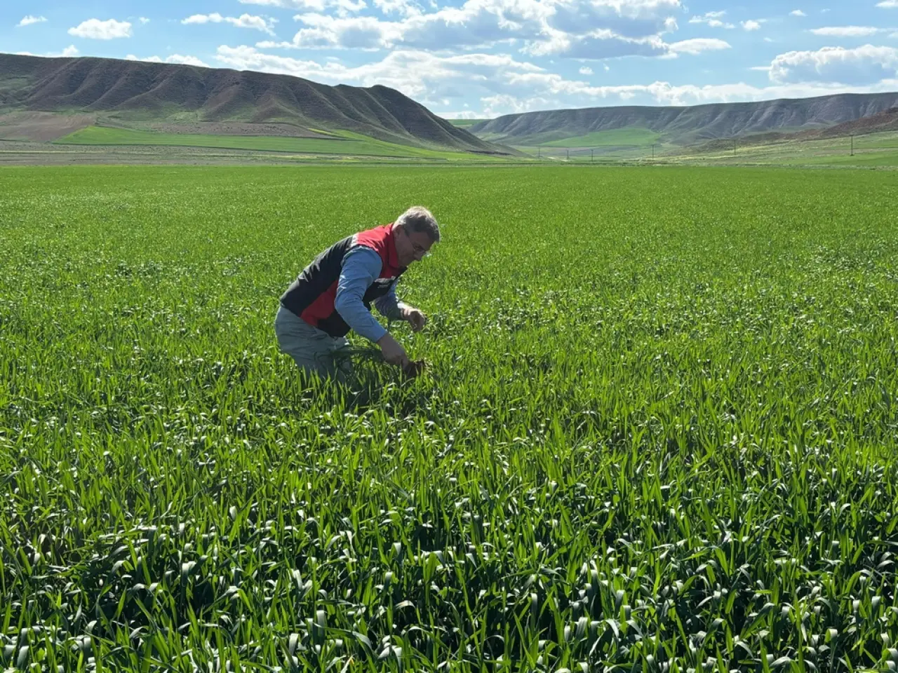 Hububat Alanları Hastalıklara Karşı Mercek Altında 3