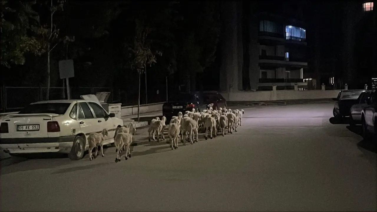 Firari Koyunlar Böyle Yakalandı 2