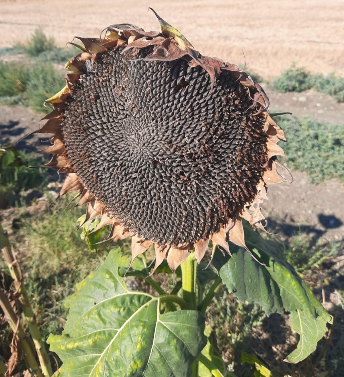 bandirma-merinosta-aycicegi-hasadi-tamamlandi