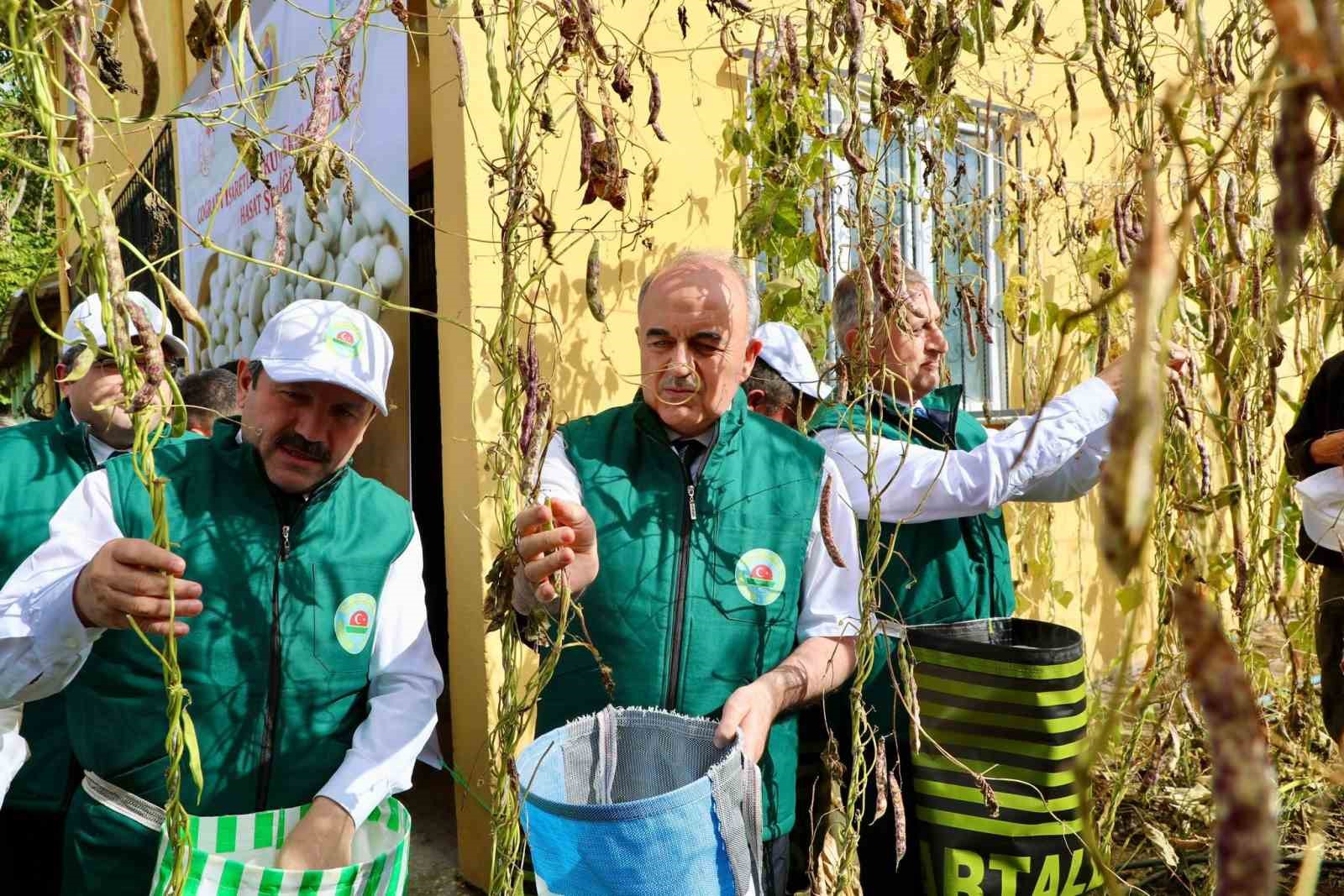 cografi-isaret-tescilli-akkus-seker-fasulyesinde-hasat-basladi