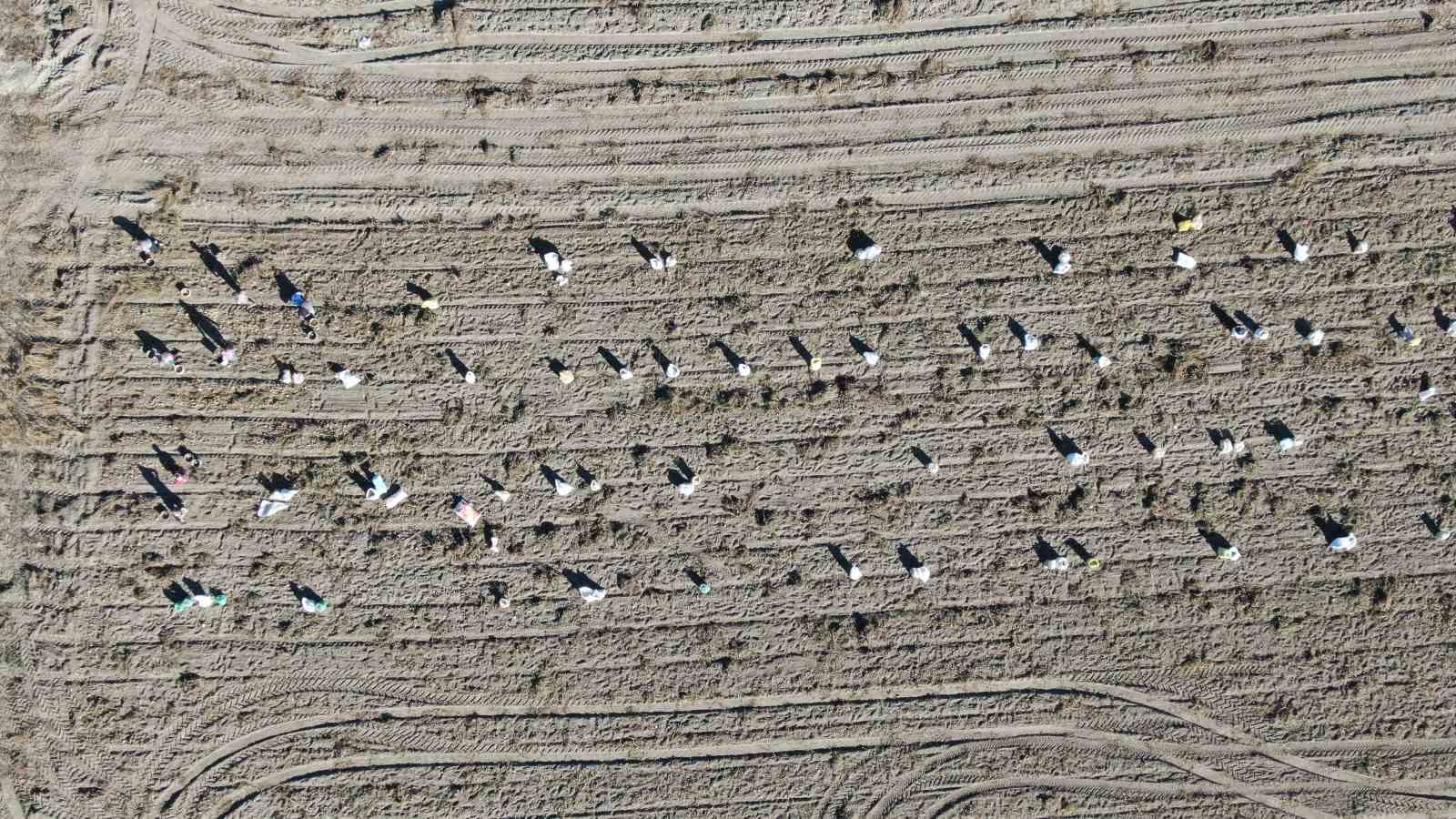 kastamonuda-patates-hasadi-suruyor