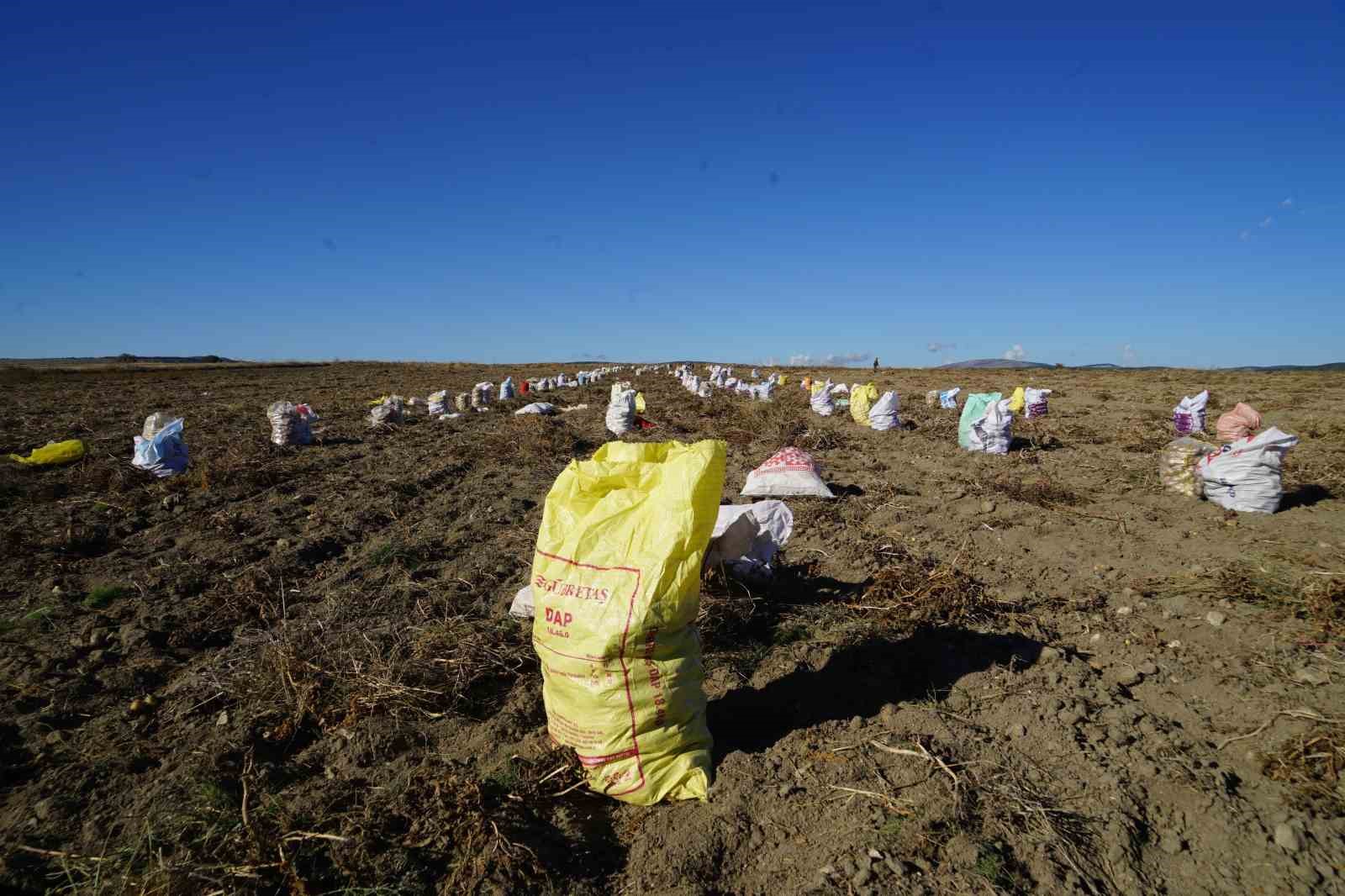 kastamonuda-patates-hasadi-suruyor