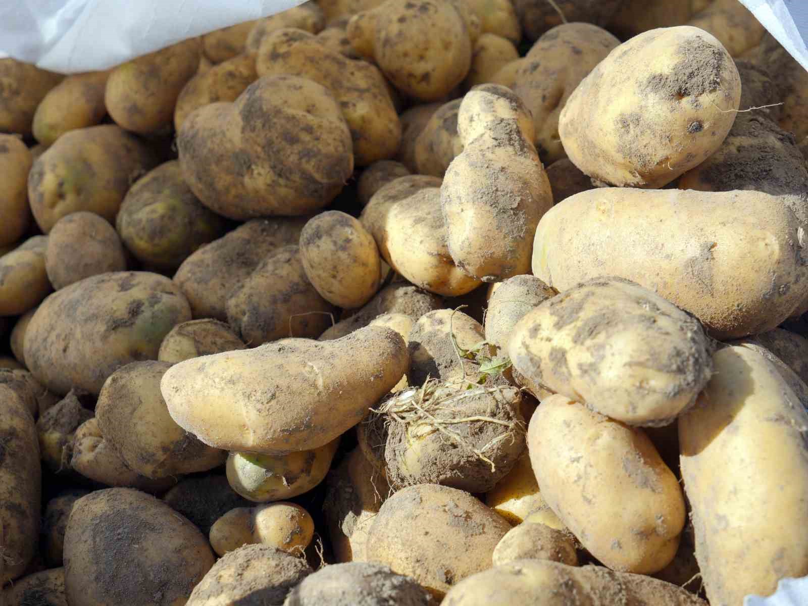 kastamonuda-patates-hasadi-suruyor