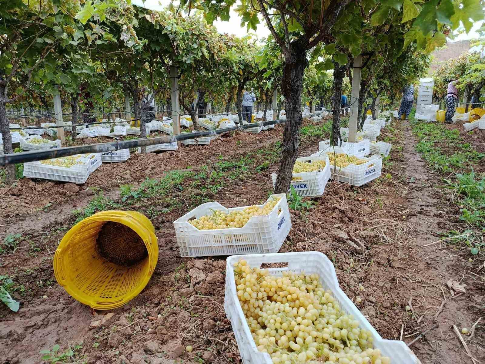 uzum-fiyatlarindaki-dusus-ureticileri-tedirgin-etti