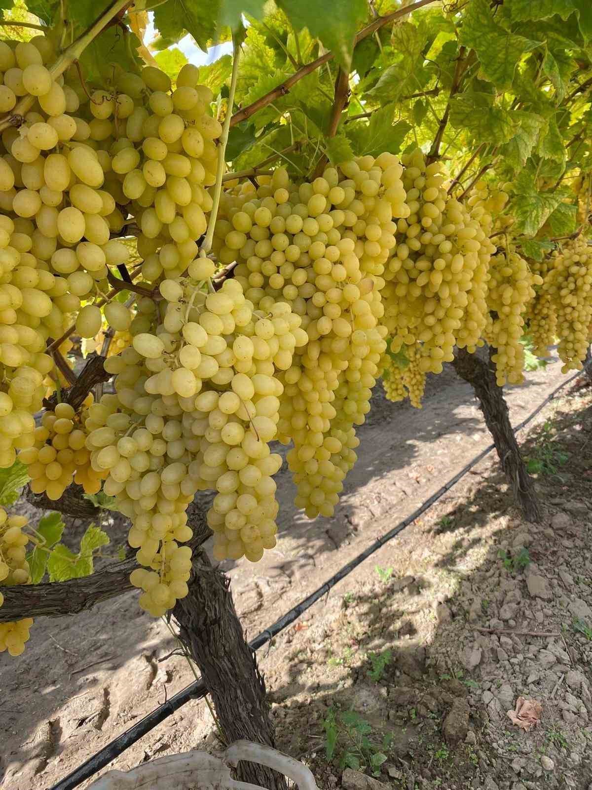 uzum-fiyatlarindaki-dusus-ureticileri-tedirgin-etti