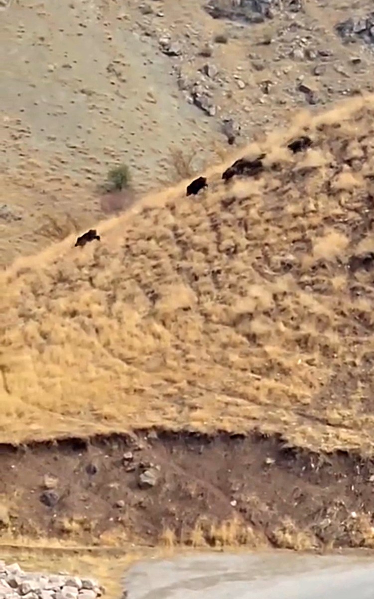 yuksekovada-domuz-surusu-goruntulendi