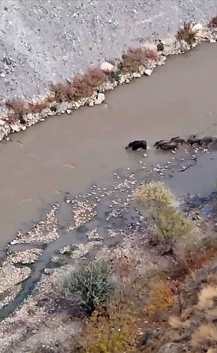 yuksekovada-domuz-surusu-goruntulendi