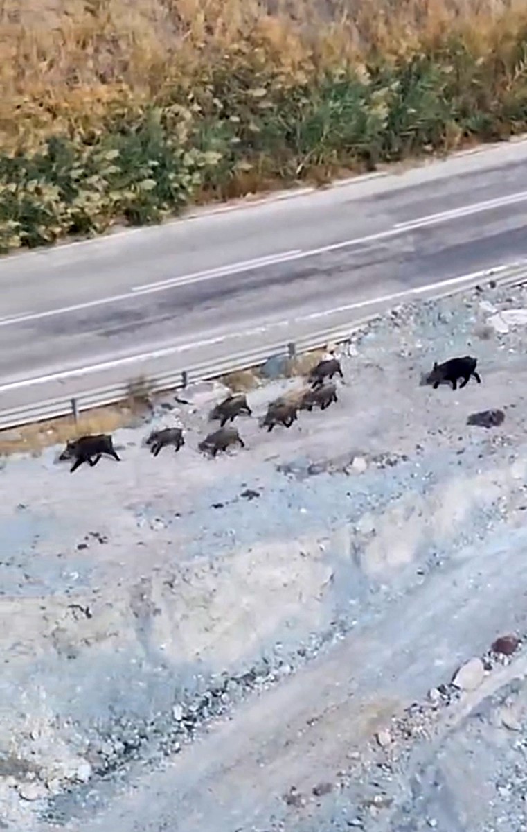 yuksekovada-domuz-surusu-goruntulendi