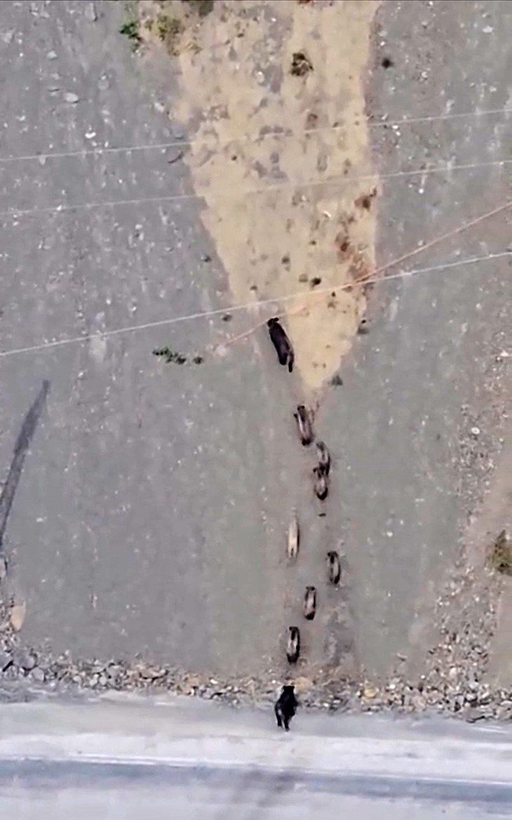 yuksekovada-domuz-surusu-goruntulendi