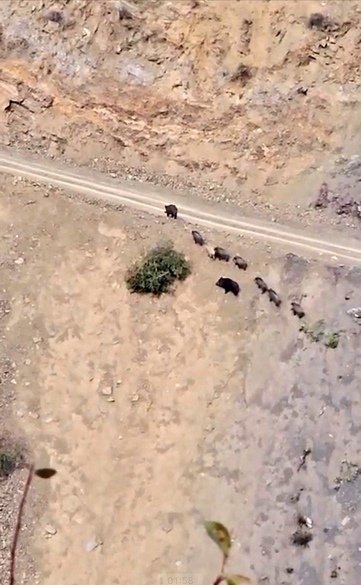 yuksekovada-domuz-surusu-goruntulendi