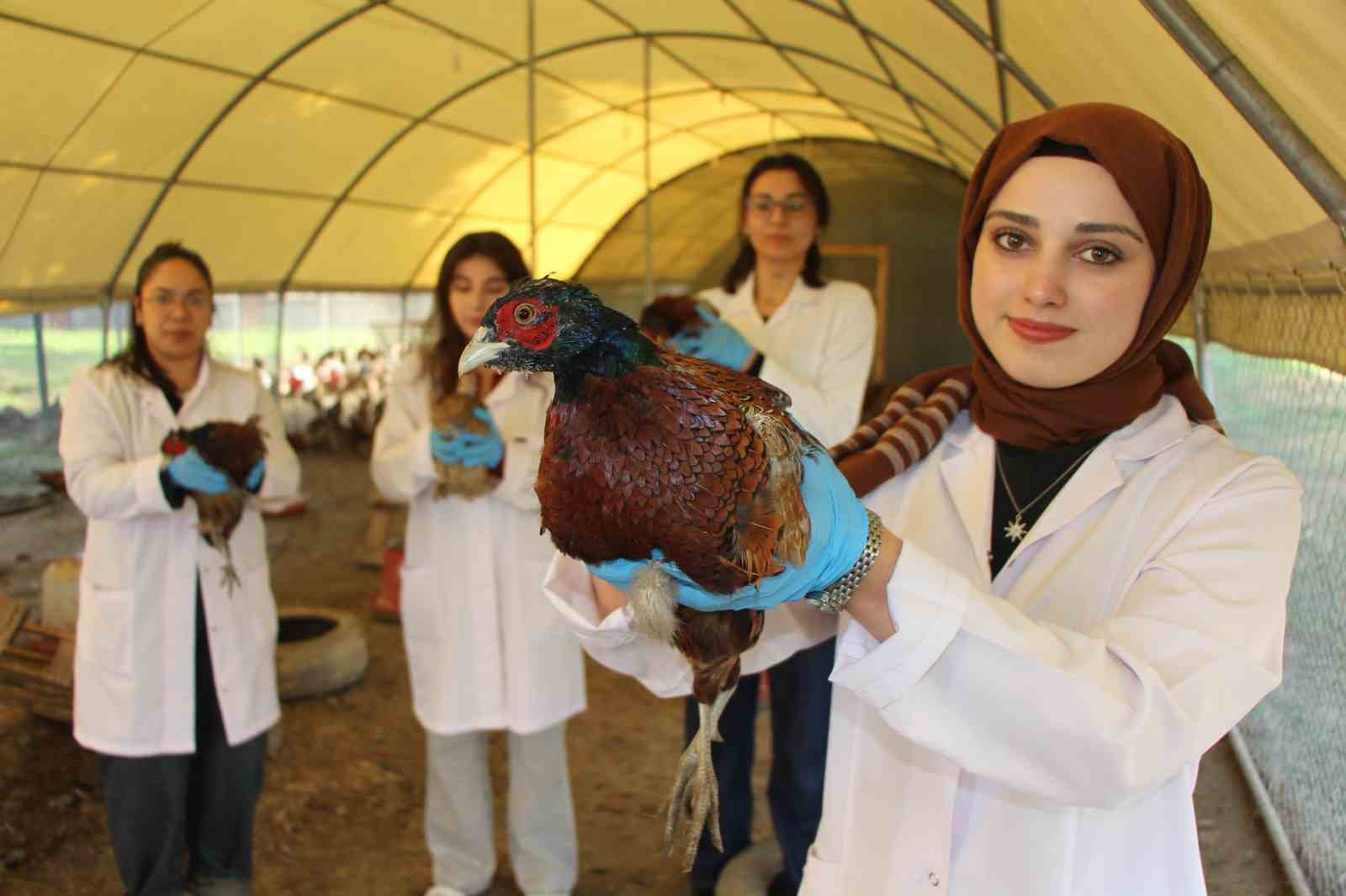 amasyada-universiteliler-sulun-yetistiriyor