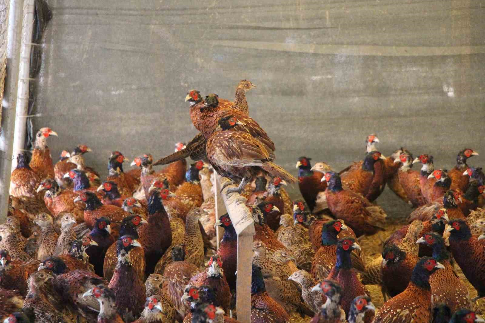 amasyada-universiteliler-sulun-yetistiriyor