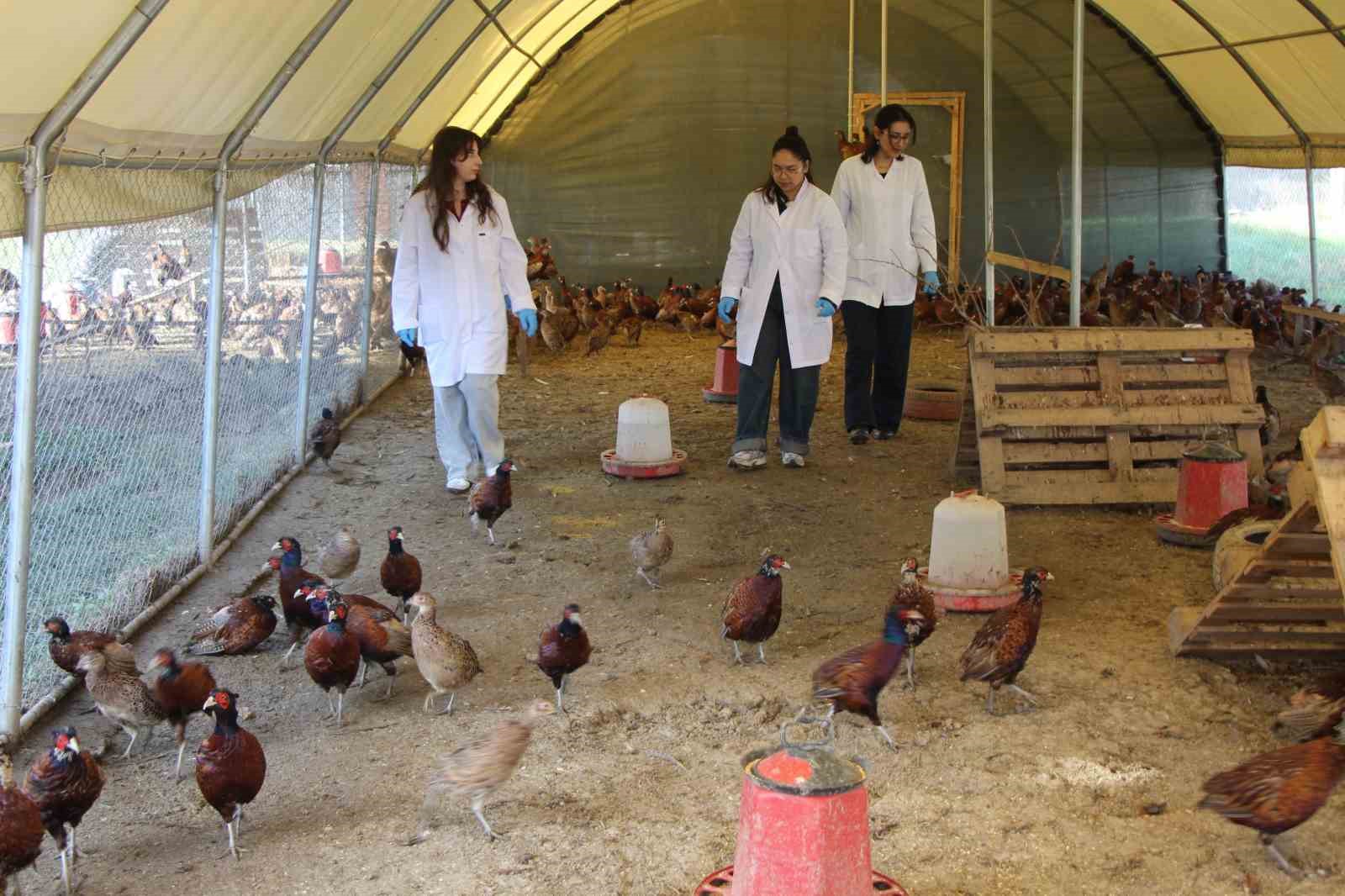 amasyada-universiteliler-sulun-yetistiriyor