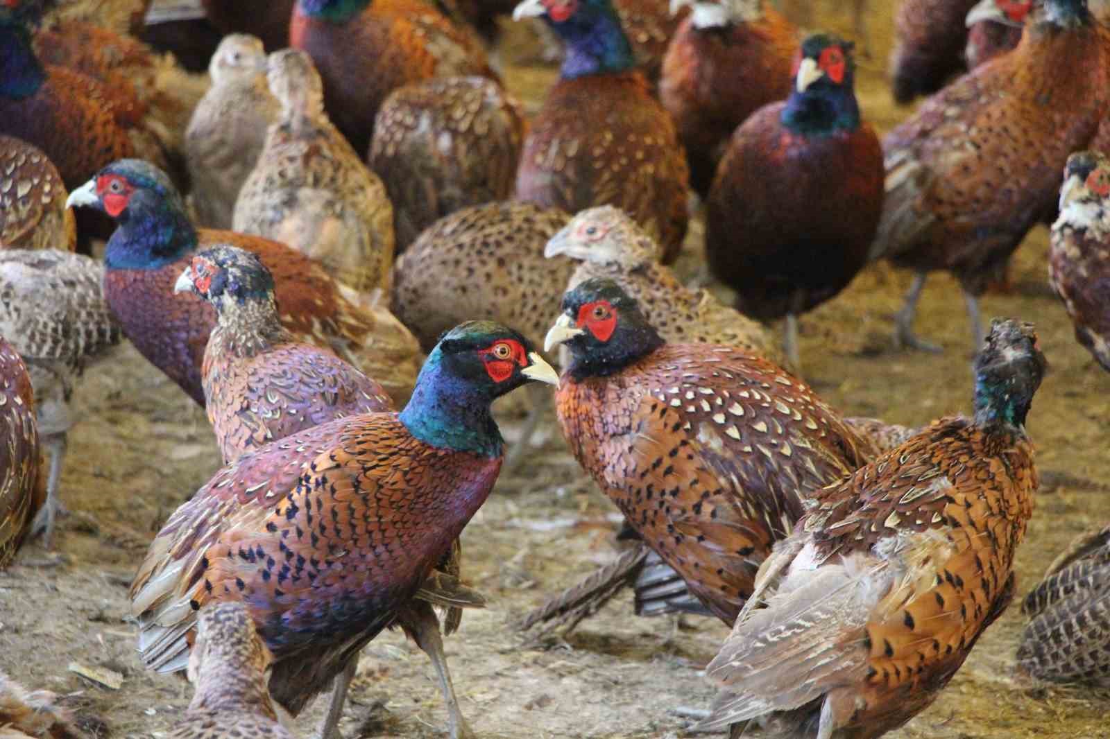 amasyada-universiteliler-sulun-yetistiriyor