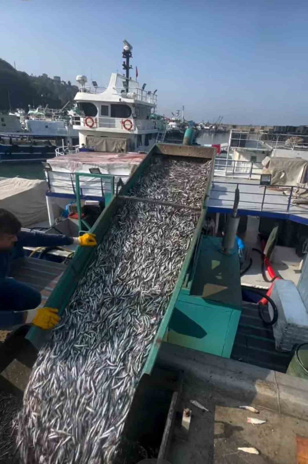 arakli-limaninda-hafta-sonu-hamsi-yogunlugu