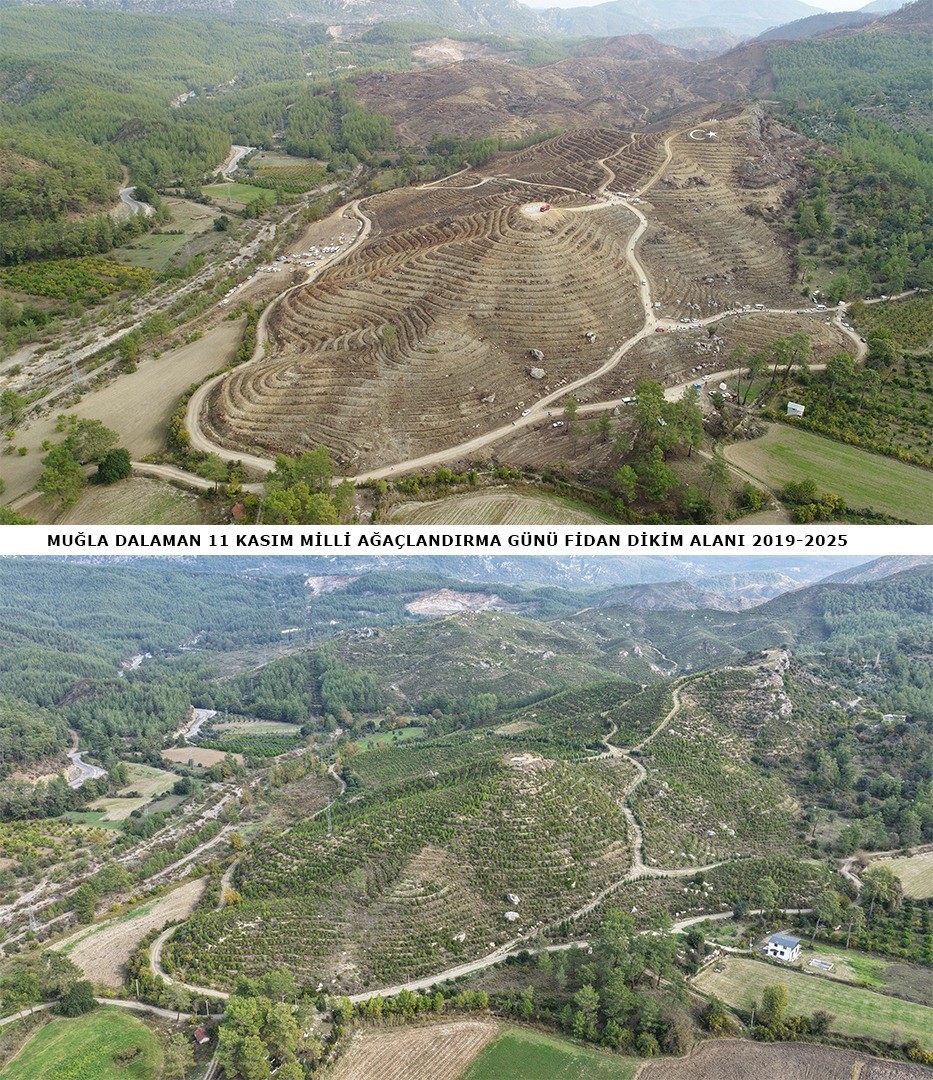 dalamanda-6-yil-once-dikilen-fidanlar-ormana-donustu