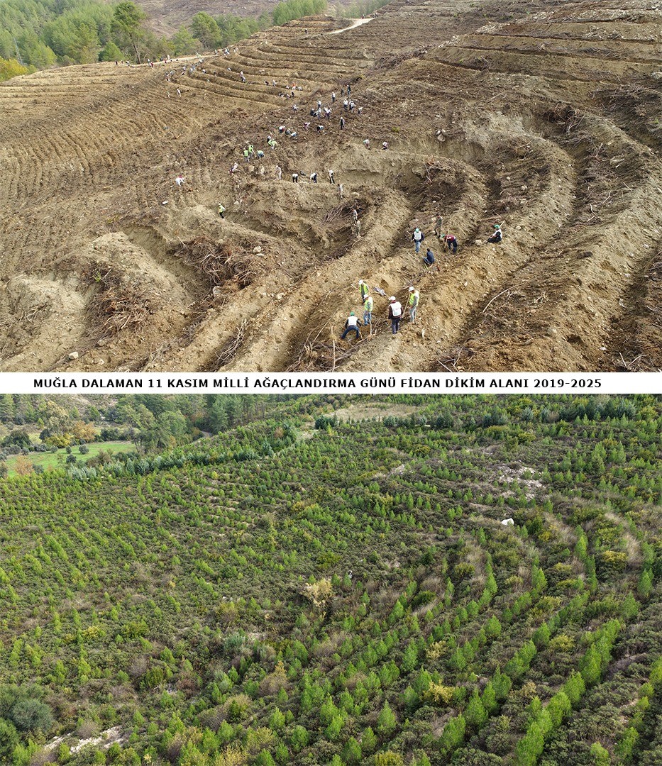 dalamanda-6-yil-once-dikilen-fidanlar-ormana-donustu