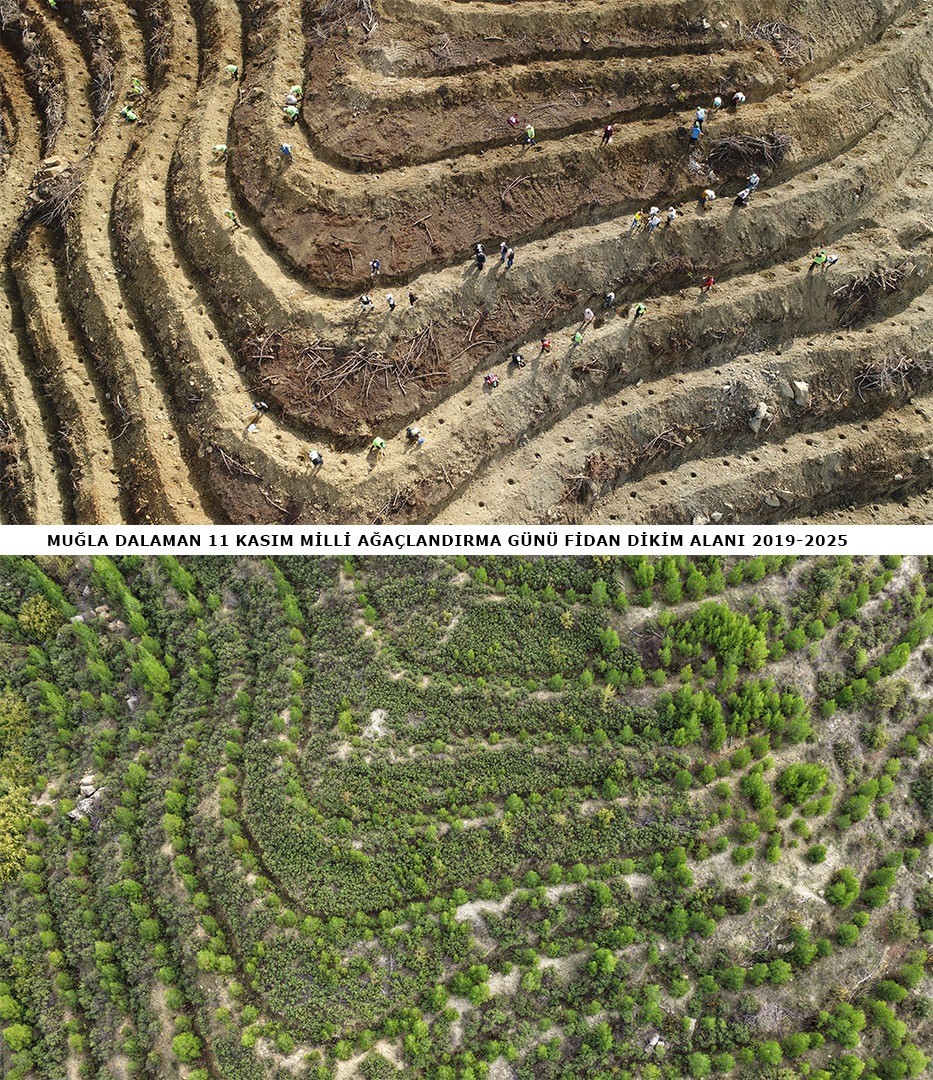 dalamanda-6-yil-once-dikilen-fidanlar-ormana-donustu