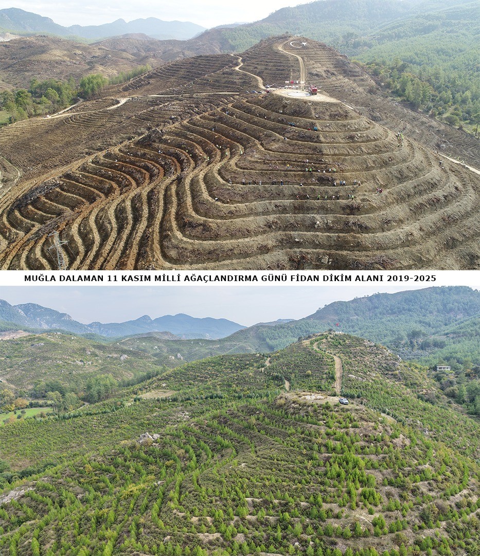 dalamanda-6-yil-once-dikilen-fidanlar-ormana-donustu
