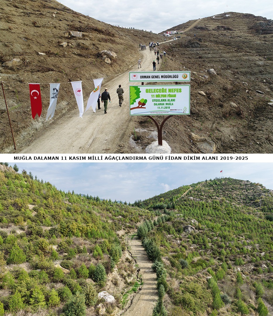 dalamanda-6-yil-once-dikilen-fidanlar-ormana-donustu