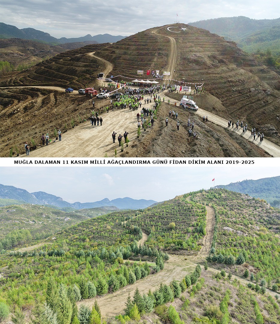 dalamanda-6-yil-once-dikilen-fidanlar-ormana-donustu