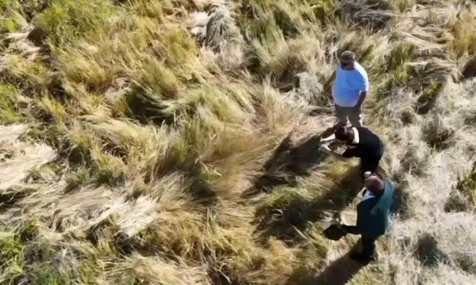 karacadag-pirincinde-ilac-kalintisi-olmadigi-analizlerle-dogruladi