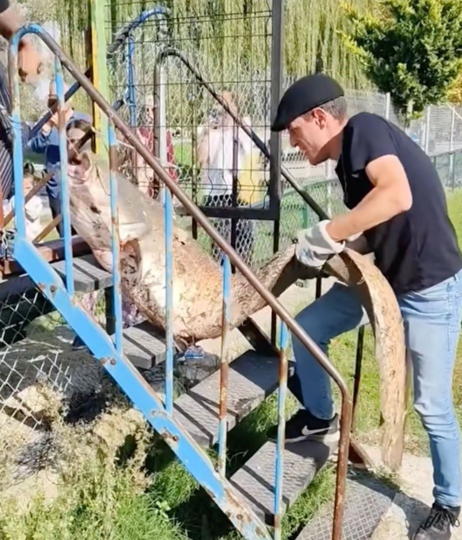 oltaya-takilan-50-kiloluk-dev-balik-sasirtti