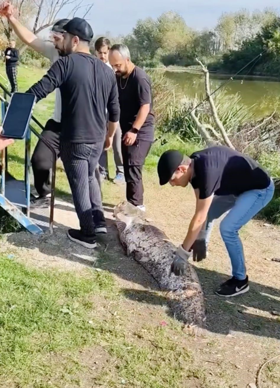 oltaya-takilan-50-kiloluk-dev-balik-sasirtti