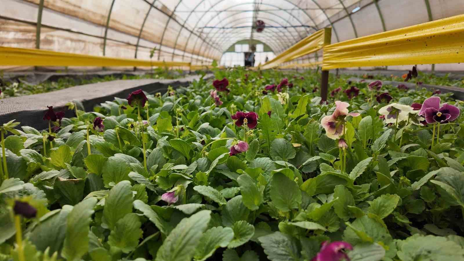 sanliurfada-400-bin-cicek-toprakla-bulusuyor