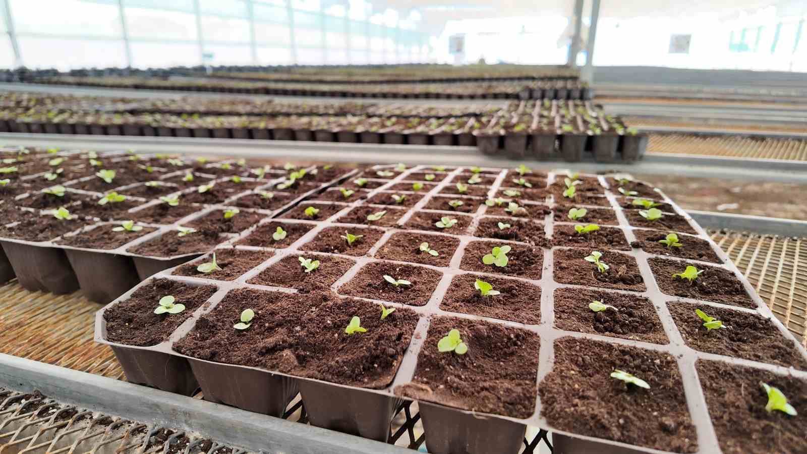 sanliurfada-400-bin-cicek-toprakla-bulusuyor