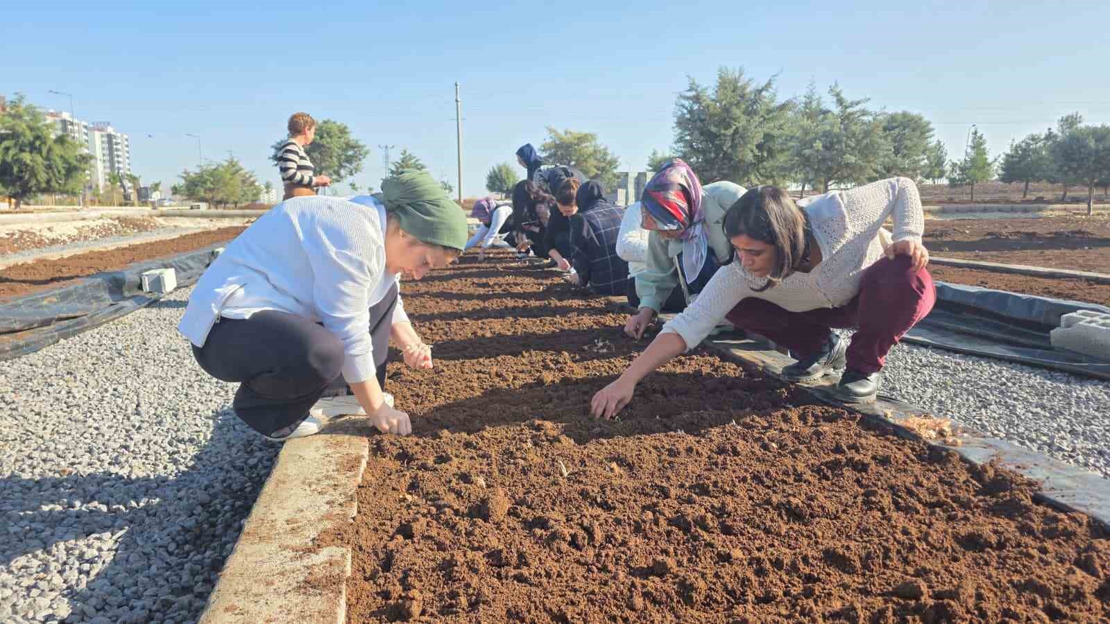 tibbi-ve-aromatik-bitkiler-atolyesinde-safran-ekimi