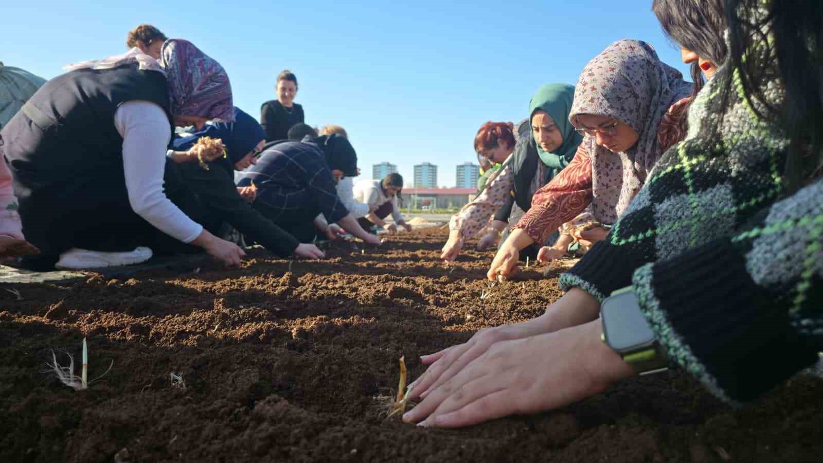 tibbi-ve-aromatik-bitkiler-atolyesinde-safran-ekimi