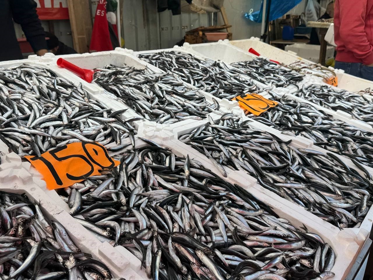 zonguldakta-hamsi-azaldi-fiyatlar-yeniden-yukseliste