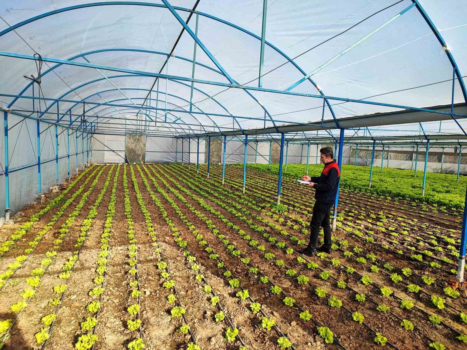 babaeskide-sera-ve-sarimsak-uretim-alanlarinda-uretim-sartlari-kontrol-edildi