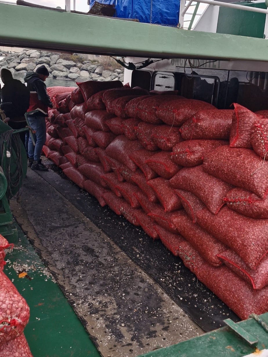 kastamonuda-beyaz-kum-midyesi-denetimi