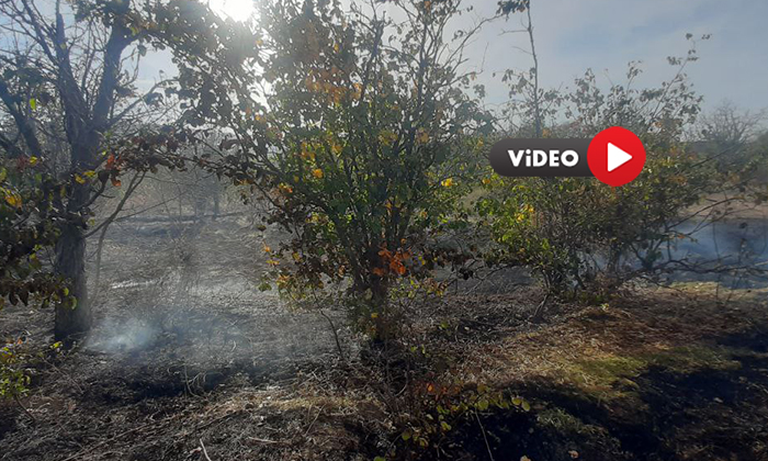 Çorum’da Çıkan Yangında 7 Dekar Meyve Bahçesi Zarar Gördü