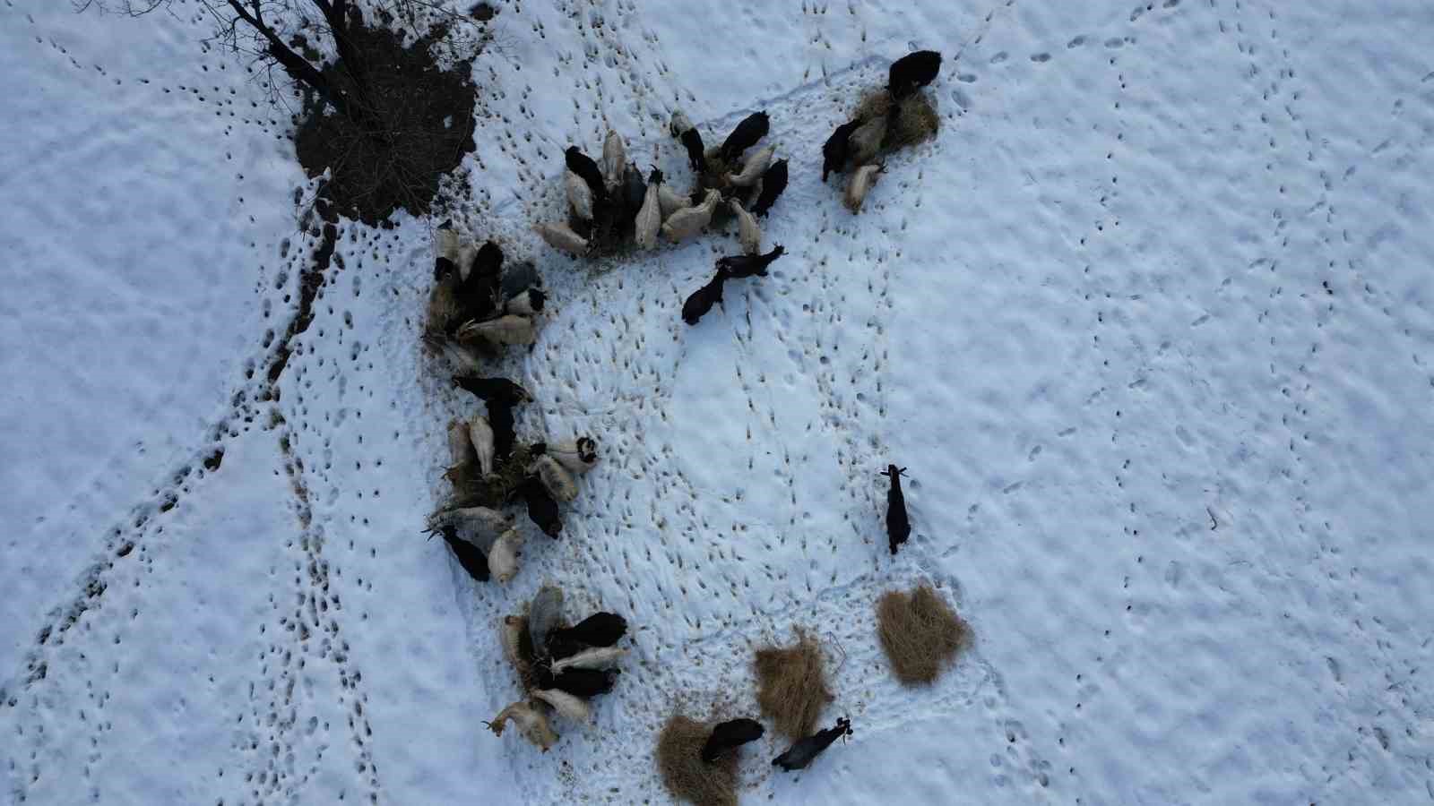 Beytussebapta Hayvanlar Kar Ustunde Yemleniyor 0 19Kqjh6T